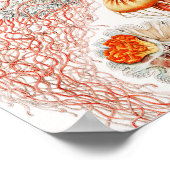 ジェリーディスコby Ernst Haeckel ポスター (角)