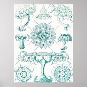 ジェリーディスコby Ernst Haeckel ポスター