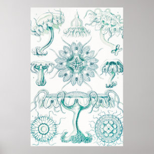 ジェリーディスコby Ernst Haeckel ポスター
