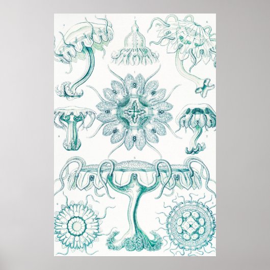 ジェリーディスコby Ernst Haeckel ポスター (正面)