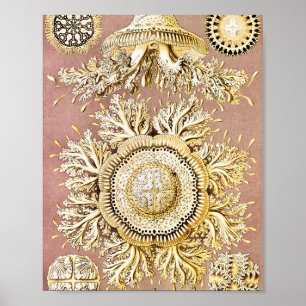 ジェリーディスコby Ernst Haeckel ポスター