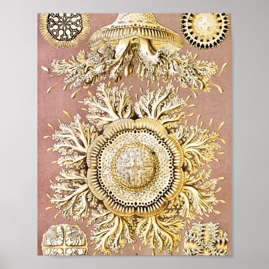 ジェリーディスコby Ernst Haeckel ポスター (正面)