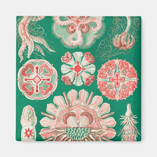 ジェリーディスコby Ernst Haeckel マグネット (正面)