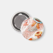 ジェリーディスコby Ernst Haeckel マグネット (正面/裏面)