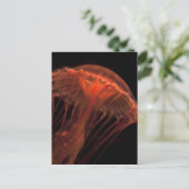 ジェリーライト ポストカード (スタンド正面)