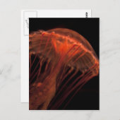 ジェリーライト ポストカード (正面/裏面)