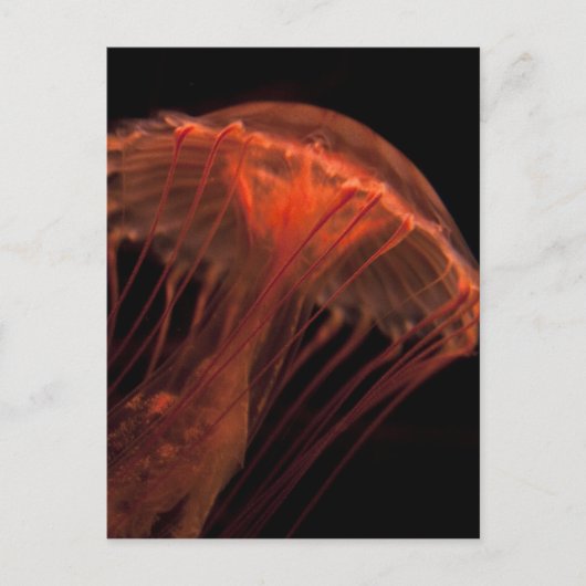 ジェリーライト ポストカード (正面)