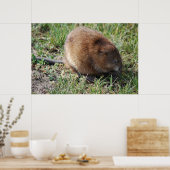 ジェリー・ザ・マスクラット ポスター (キッチン)