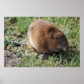 ジェリー・ザ・マスクラット ポスター