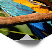 ジェルブリュスタラの閉じ込め枝 ポスター (角)