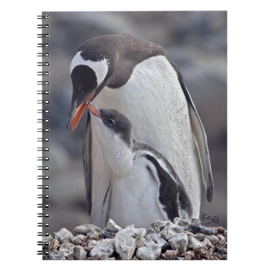 ジェンツーペンギンとヒナ ノート (正面)