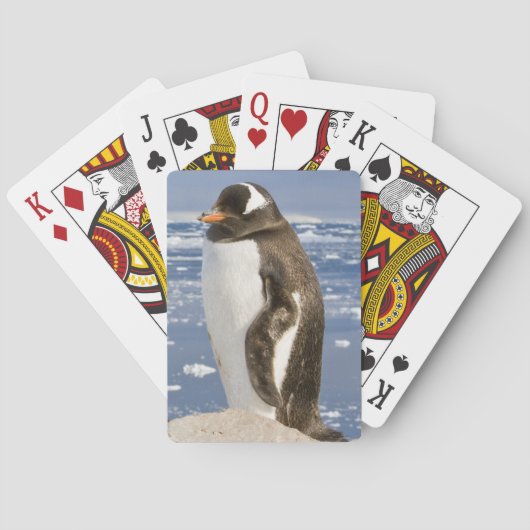 ジェンツーペンギン トランプ (裏面)