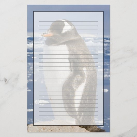 ジェンツーペンギン 便箋 (正面)