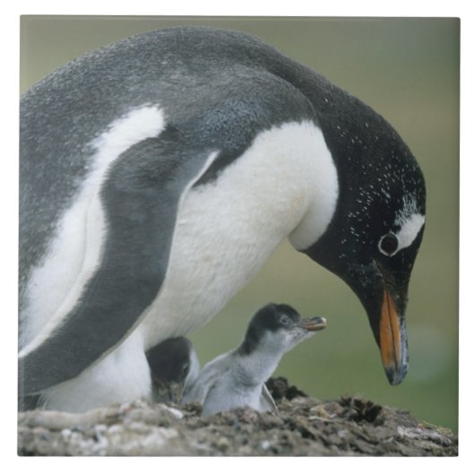 ジェンツーペンギン (Pygoscelis papua) フォークランド諸島 タイル (正面)