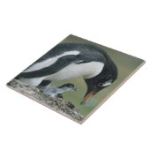 ジェンツーペンギン (Pygoscelis papua) フォークランド諸島 タイル (側面)