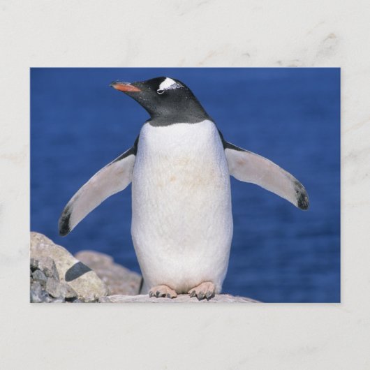 ジェンツーペンギン (Pygoscelis papua) ポート ポストカード (正面)