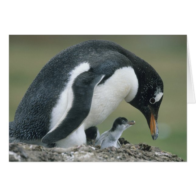 ジェントウペンギン (Pygoscelis papua) フォークランド諸島 (正面横)