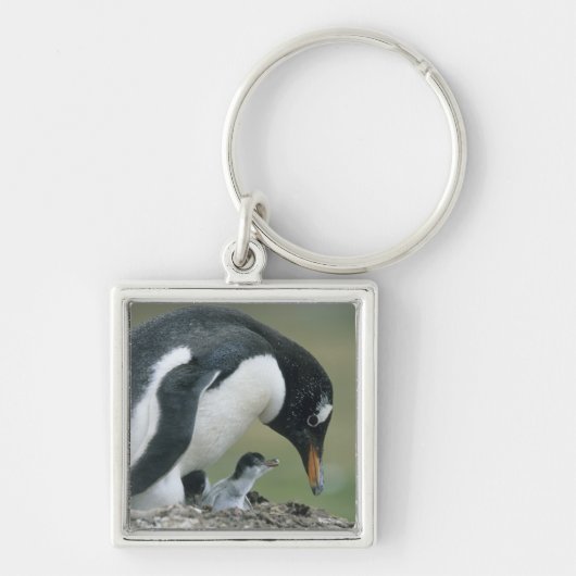 ジェントウペンギン (Pygoscelis papua) フォークランド諸島 キーホルダー (正面)