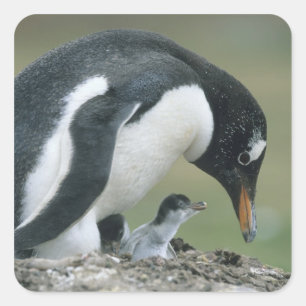 ジェントウペンギン (Pygoscelis papua) フォークランド諸島 スクエアシール