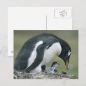 ジェントウペンギン (Pygoscelis papua) フォークランド諸島 ポストカード (正面/裏面)