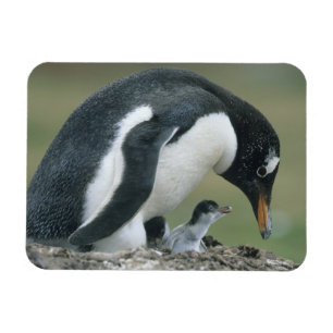 ジェントウペンギン (Pygoscelis papua) フォークランド諸島 マグネット