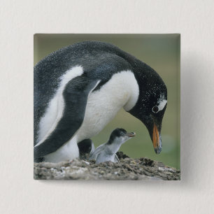 ジェントウペンギン (Pygoscelis papua) フォークランド諸島 缶バッジ
