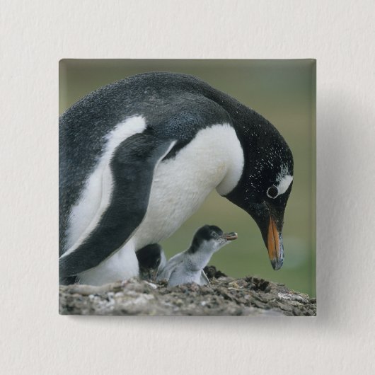 ジェントウペンギン (Pygoscelis papua) フォークランド諸島 缶バッジ (正面)