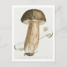 ジェームス・ソヴェルビーのイギリス真菌の色姿 ポストカード