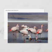 ジェームズフラミンゴス ポストカード (正面/裏面)