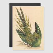 ジェームズ・ソワービーのオウム、Psittacus terrestris (正面/裏面)