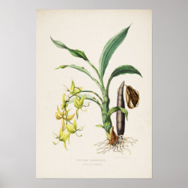 ジェームズ・ベイトマンによるスイラン属Cycnoches ventricosumの1842年の植物画 ポスター
