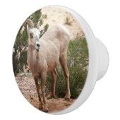 ジオおもしろいン国立公園のヒツジ セラミックノブ (右)