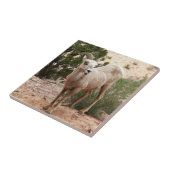 ジオおもしろいン国立公園のヒツジ タイル (側面)