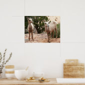 ジオおもしろいン国立公園のヒツジ ポスター (キッチン)