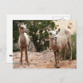 ジオおもしろいン国立公園のヒツジ ポストカード (正面/裏面)