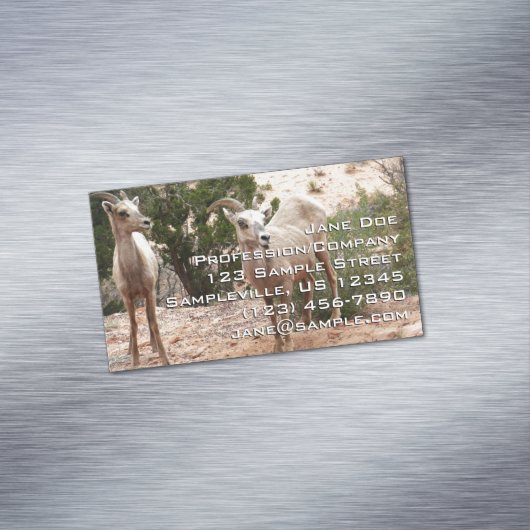 ジオおもしろいン国立公園のヒツジ マグネット名刺 (インサイチュ)