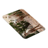 ジオおもしろいン国立公園のヒツジ マグネット (右側)