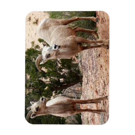 ジオおもしろいン国立公園のヒツジ マグネット (縦)