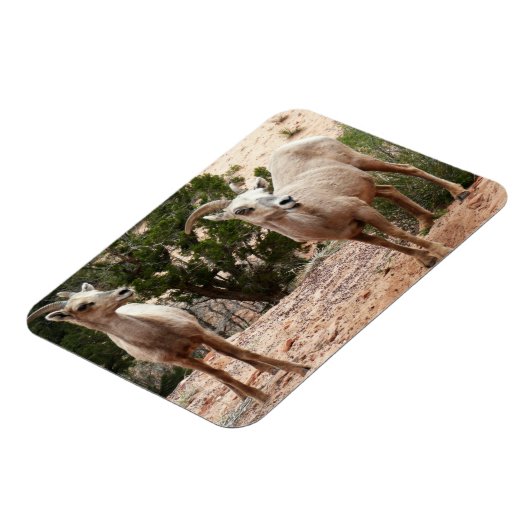 ジオおもしろいン国立公園のヒツジ マグネット (左側)