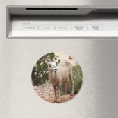 ジオおもしろいン国立公園のヒツジ マグネット (インサイチュ (食洗機))