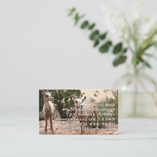 ジオおもしろいン国立公園のヒツジ 名刺 (スタンド正面)