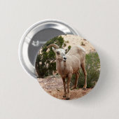 ジオおもしろいン国立公園のヒツジ 缶バッジ (正面&裏面)