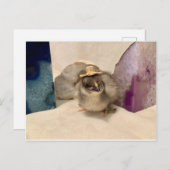 ジオドゥ ポストカード (正面/裏面)