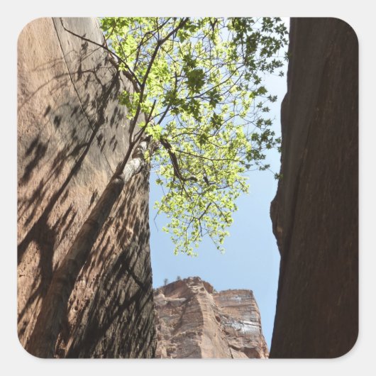 ジオン国立公園の岩の間に生える木 スクエアシール (正面)