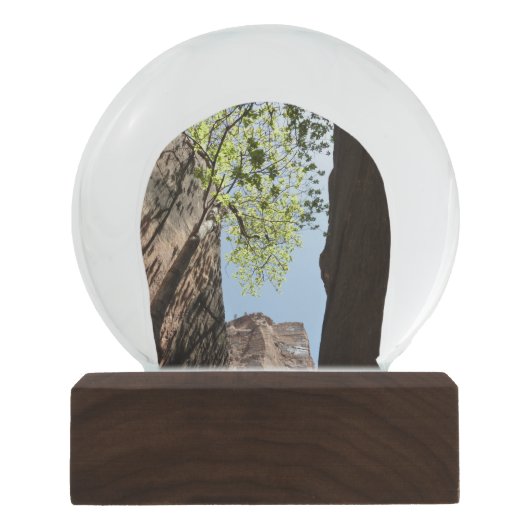 ジオン国立公園の岩の間に生える木 スノーグローブ (正面)