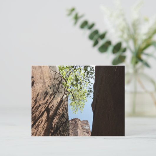ジオン国立公園の岩の間に生える木 ポストカード (スタンド正面)