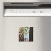 ジオン国立公園の岩の間に生える木 マグネット (インサイチュ (食洗機))