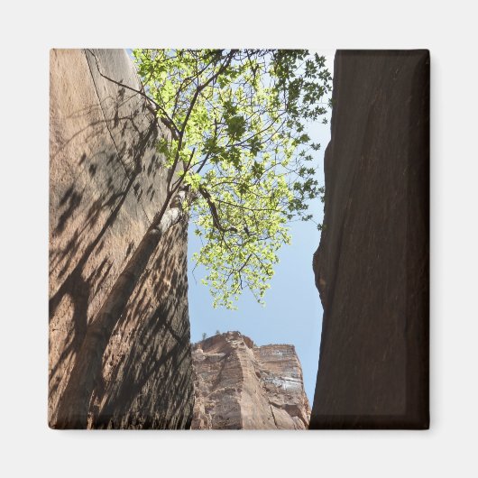 ジオン国立公園の岩の間に生える木 マグネット (正面)