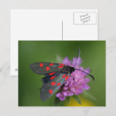 ジガエナ・エピアルテス ポストカード (正面/裏面)