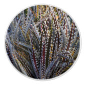 ジキア喜び セラミックノブ (正面)